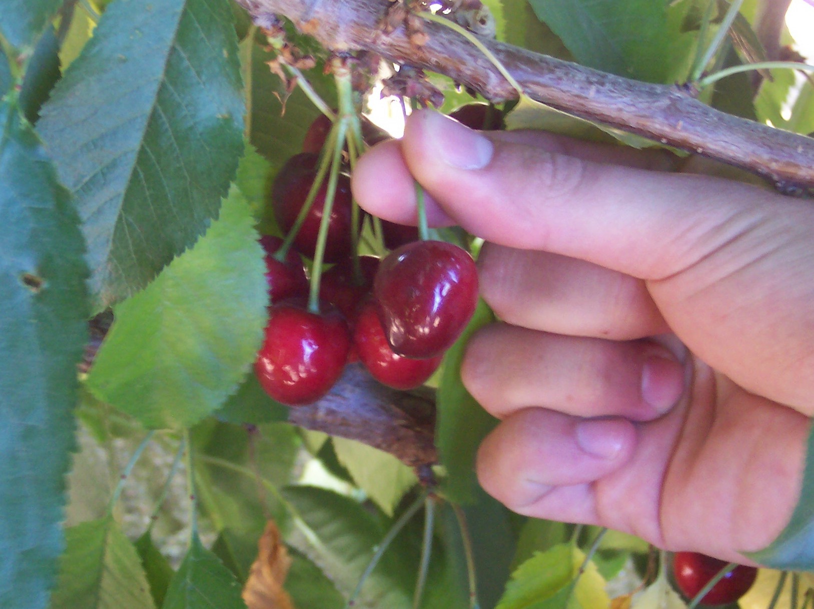 cherry-picking.jpg